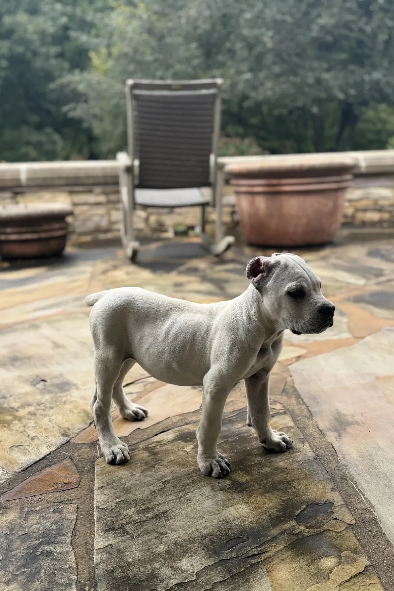 Health-Tested Cane Corso Puppies