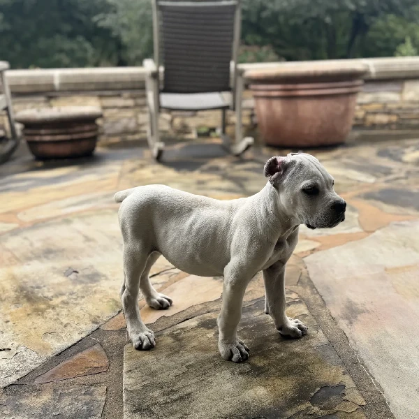 Cane Corso puppies for adoption display