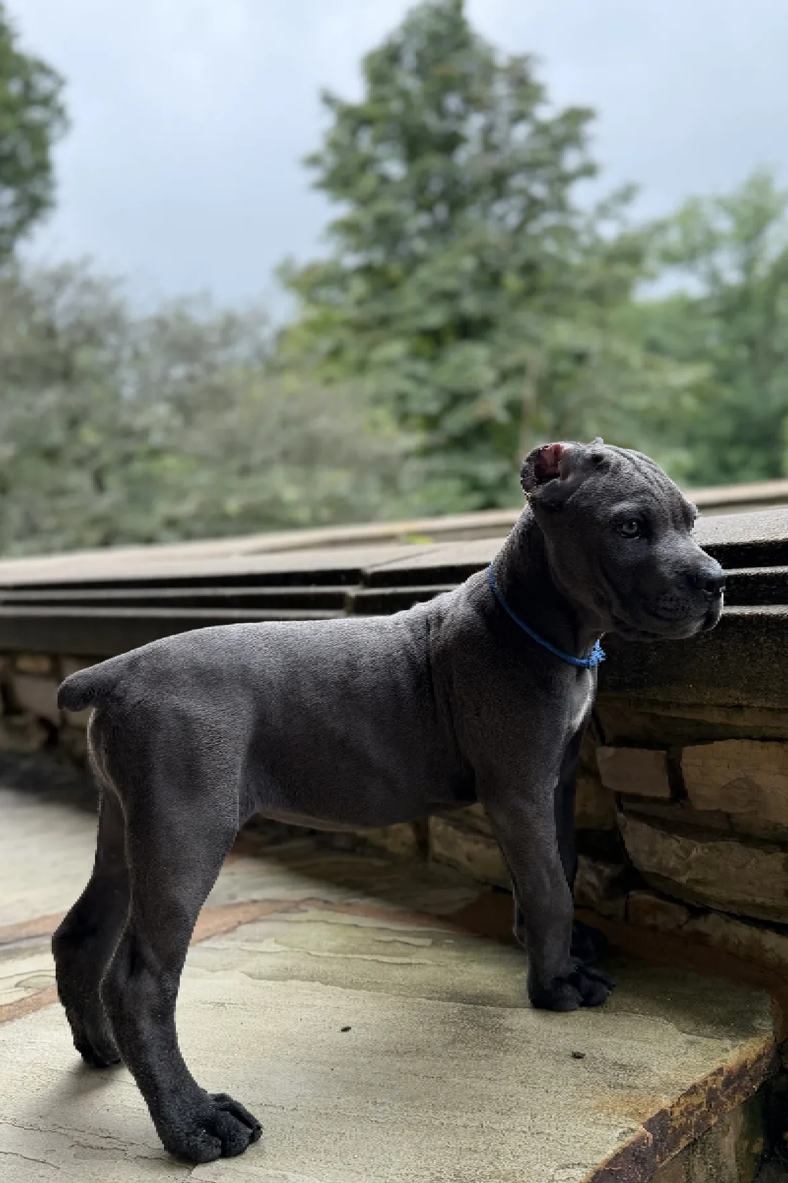 Health-Tested Cane Corso Puppies