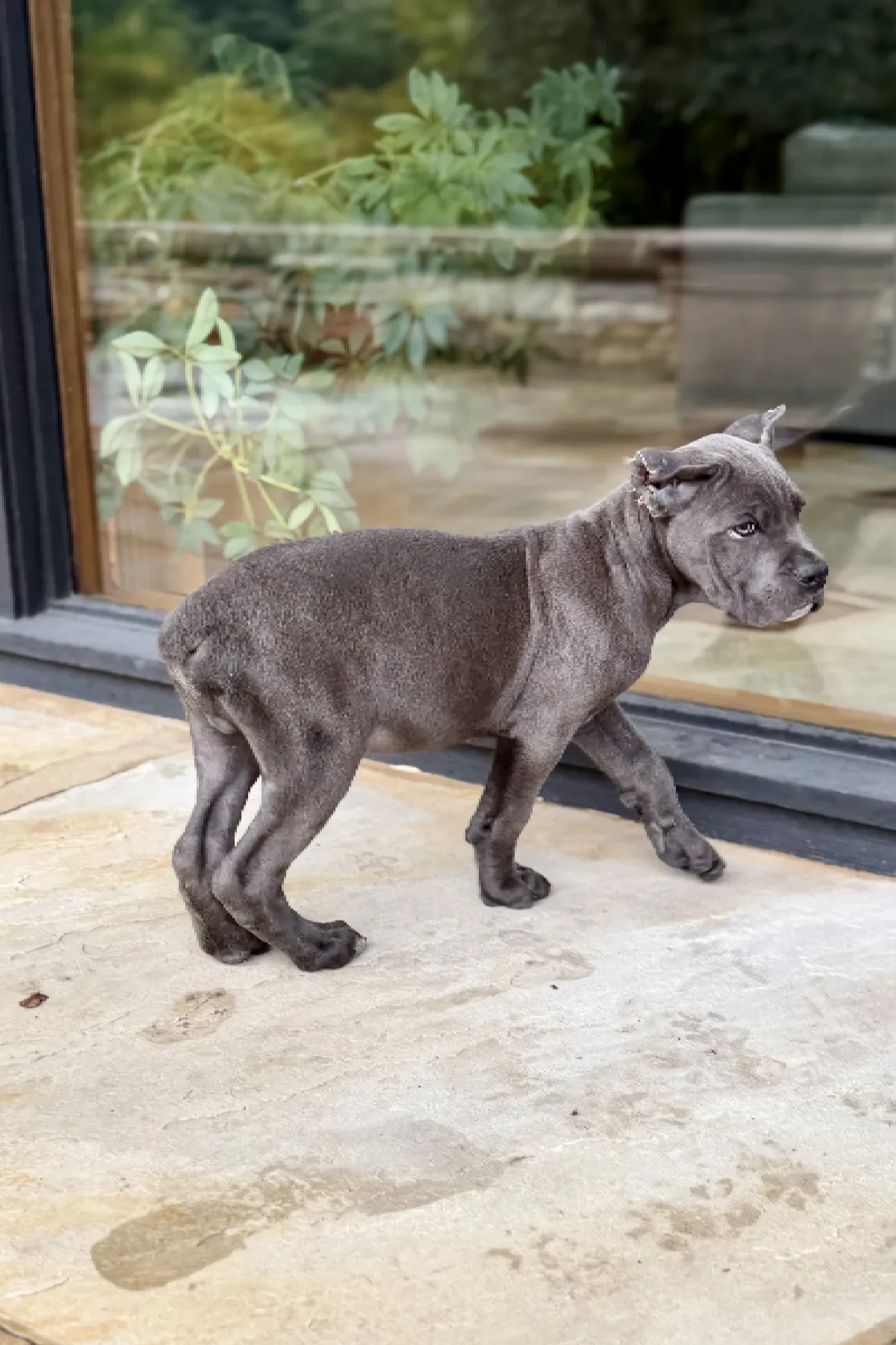 Health-tested Cane Corso puppies